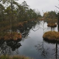 Pietzmoor Lüneburger Heide  by susanne-seidel