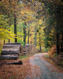 Autumn way von hiking-adventure-photography