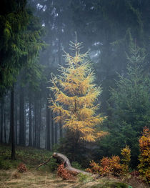 Mystical Larch by hiking-adventure-photography