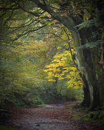 Path into autumn