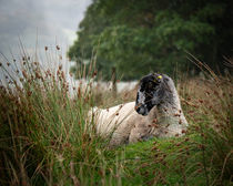 Sheep von hiking-adventure-photography