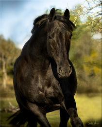 Black Power Horse by Sandra  Vollmann