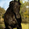 'Black Power Horse' von Sandra  Vollmann