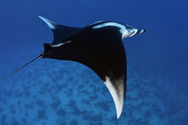 Red Sea Manta by Norbert Probst