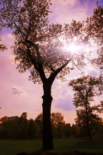Sunset Tree von Tanya Kurushova