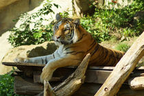 Sibirischer Tiger, sehr entspannt von Sabine Radtke