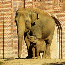 Indischer Elefant - Mutter und Kind  by Sabine Radtke