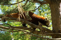 Roter Panda auf einem Baum by Sabine Radtke