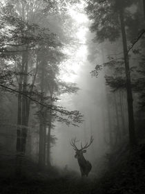 Hirsch im Nebelwald