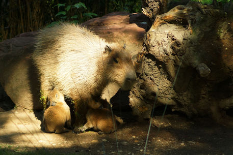 Capybaraweibchen-saeugtjunge