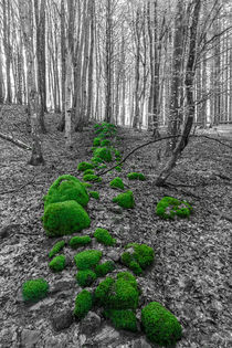 The Green Path by Patrik Abrahamsson