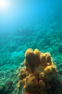 Underwater Coral by Tanya Kurushova