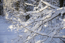 White Snow in Winter Forest by Tanya Kurushova
