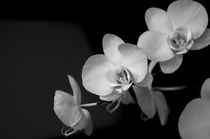 White Orchid von cinema4design