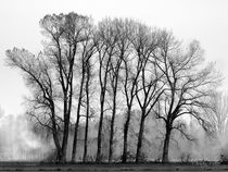 Bäume im Nebel / Schwarzweiß Fotografie by Christian Mueller