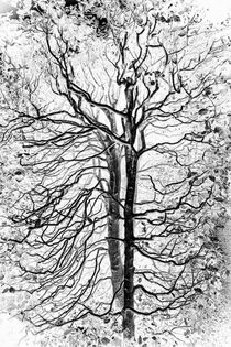 Ghost Tree von Colin Metcalf