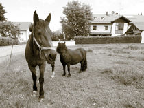 Pferde auf dem bayrischen Land im Dorf by Christian Mueller