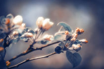 Blooming Apple Tree in Spring Garden by Tanya Kurushova