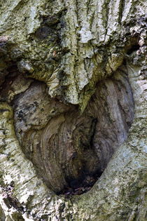 Baum mit Herz 2 von Marko Sarcevic