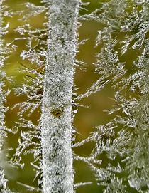 Eiskristalle im Winter  by susanne-seidel