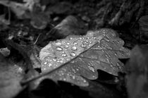Dew Drops on Autumn Leaves von cinema4design