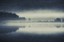 A misty forest growing at the shore of a lake is reflected in the smooth water - duotone by Intensivelight Panorama-Edition