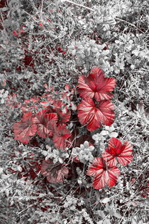 Cloudberry leaves in autumn - duotone von Intensivelight Panorama-Edition
