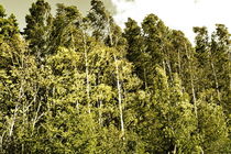 Birch forest moving in a summer wind von Intensivelight Panorama-Edition