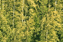 Birch trees moving in the wind - duotone von Intensivelight Panorama-Edition