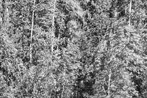 Supple birch trees are swaying in a summer wind - monochrome by Intensivelight Panorama-Edition