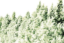 Birch trees are shaking their leaves in a summer wind - duotone by Intensivelight Panorama-Edition