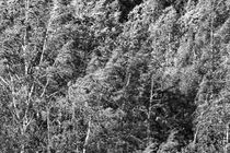 The supple trunks of birch trees are shaking in a summer storm - monochrome von Intensivelight Panorama-Edition