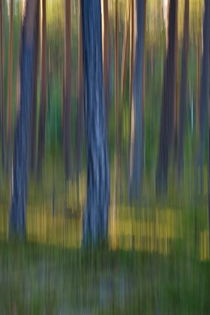 Pine trunks in summer - motion blur by Intensivelight Panorama-Edition