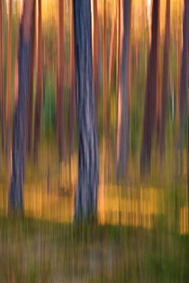 Pine tree trunks at sunset - blurredPine tree trunks at sunset - blurred by Intensivelight Panorama-Edition