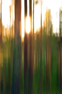 The sinking sun is shining through pine trees - blurred by Intensivelight Panorama-Edition