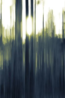 The sinking sun is shining through pine trees -duotone by Intensivelight Panorama-Edition