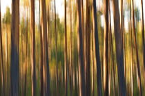 Pine forest on a summer evening - blurred by Intensivelight Panorama-Edition