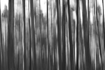 Pine forest on a summer evening - monochrome von Intensivelight Panorama-Edition
