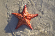 Starfish by Tanya Kurushova