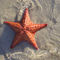 Starfish-4315