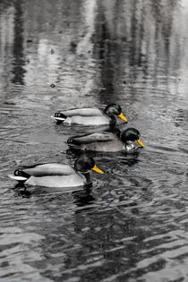Three Ducks by Patrik Abrahamsson