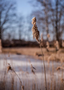 Lonely Reed by Patrik Abrahamsson