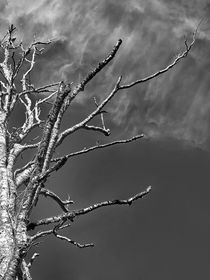 Baum wächst in den Himmel by Christian Mueller
