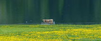Spazierende Kuh von Annette Mertens