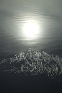 The morning sun is reflected in a lake where seagrass is floating on the surface von Intensivelight Panorama-Edition