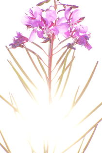 Fireweed is blossoming in front of a lake where the bright sun is reflected von Intensivelight Panorama-Edition