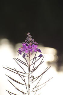 Fireweed is blooming at the shore of a lake von Intensivelight Panorama-Edition