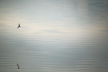 Swallow reflected in rippled water of a smooth lake by Intensivelight Panorama-Edition