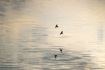 Two swallows are reflected in the  rippled water of a smooth lake von Intensivelight Panorama-Edition