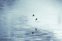 Two swallows are reflected in the  rippled water of a smooth lake - duotone by Intensivelight Panorama-Edition